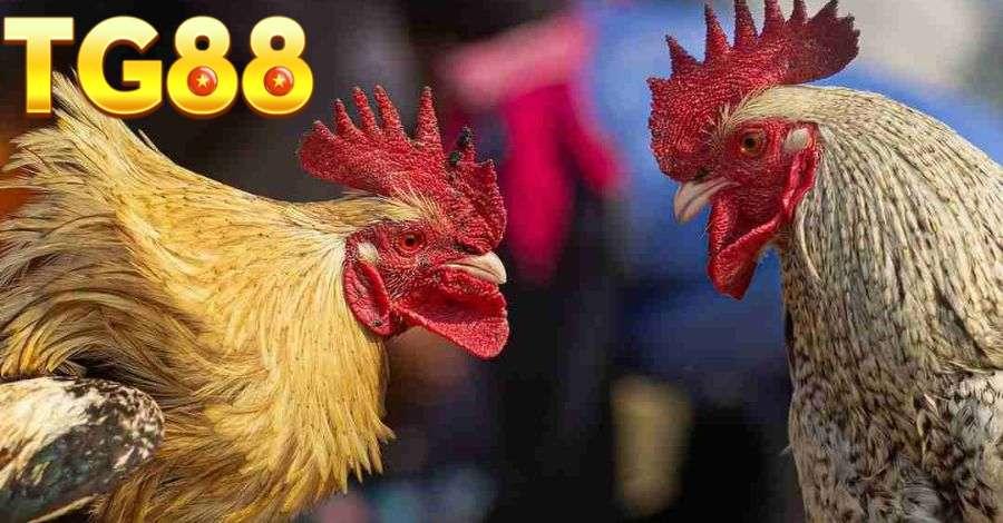 Các gà chiến tham gia trận đá sẽ được phân hạng trước khi vào trận