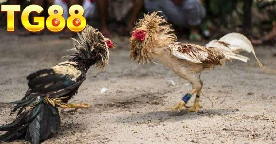 Chiến kê sở hữu khả năng di chuyển ấn tượng