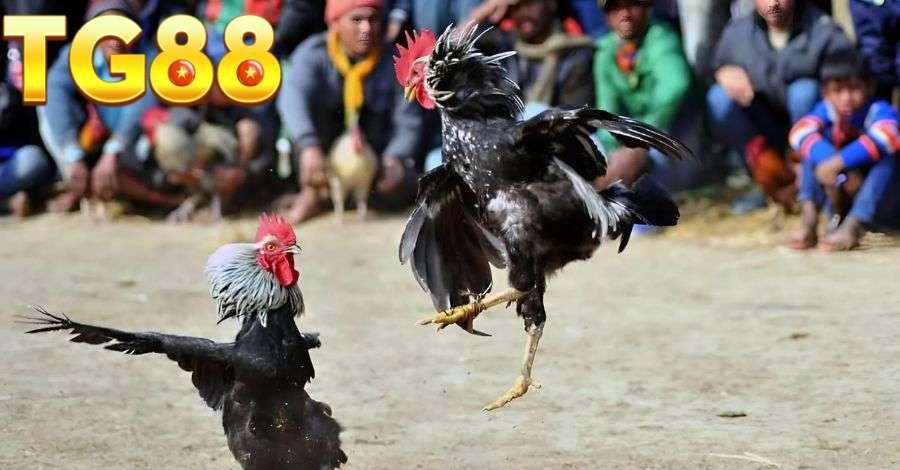 Chú ý theo dõi lịch sử thi đấu của gà chiến trước khi đặt cược