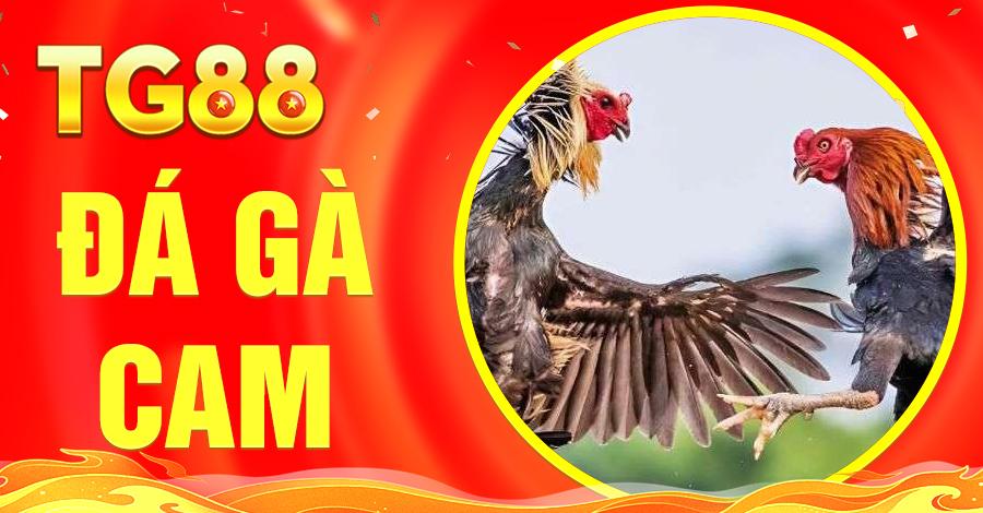 Đá Gà Cam – Cách Thức Đặt Cược và Kinh Nghiệm Chơi Bất Bại