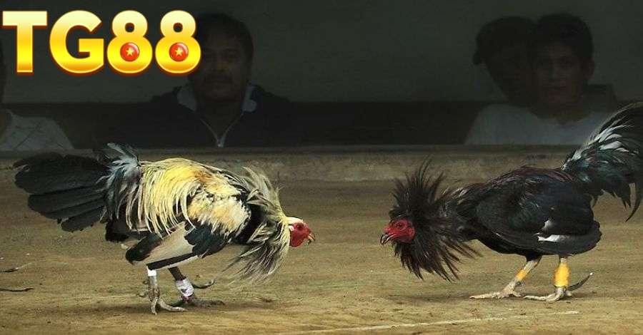 Đá gà Cam thu hút bet thủ trải nghiệm và đặt cược mỗi ngày
