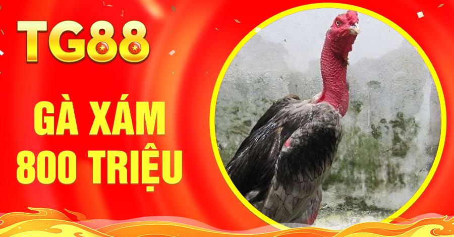 Gà Xám 800 Triệu – Chiến Kê Đắt Giá Nổi Tiếng Của Phúc Barca