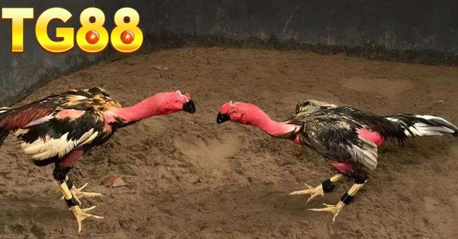 Giống gà có độ quý hiếm và rất kho để nhân giống thành công